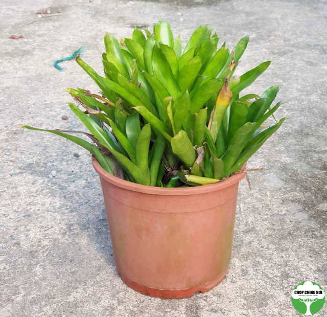 Bromeliads