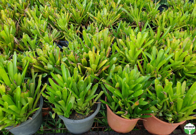 Bromeliads