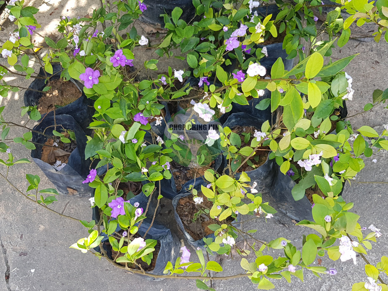 Brunfelsia pauciflora