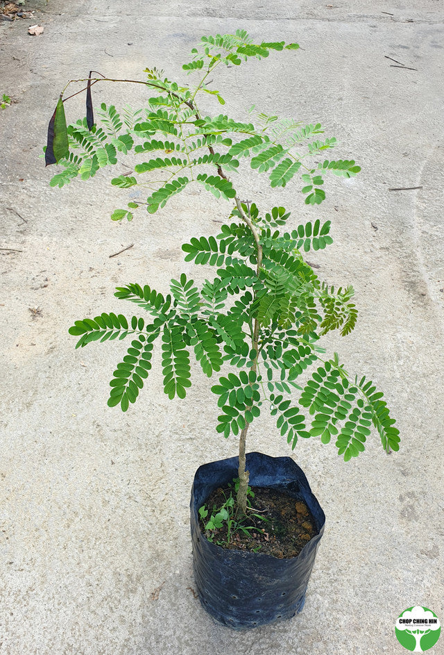 Caesalpinia pulcherrima