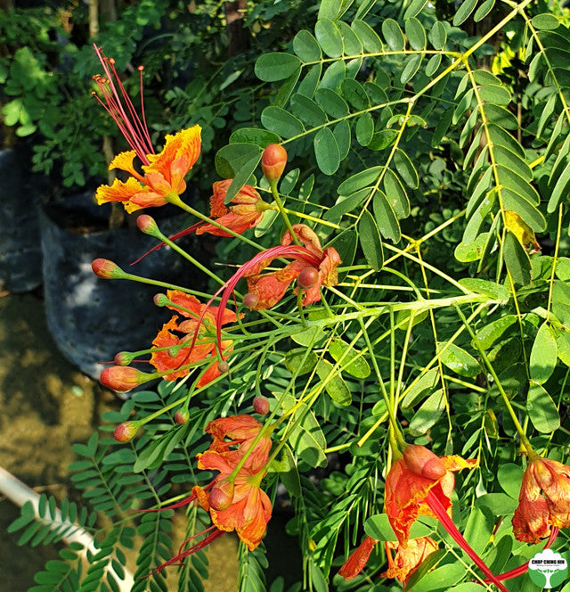 Caesalpinia pulcherrima
