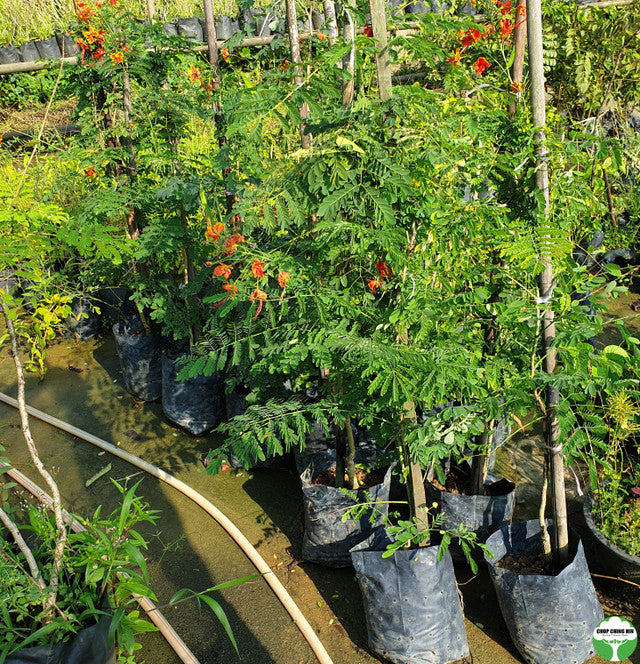 Caesalpinia pulcherrima