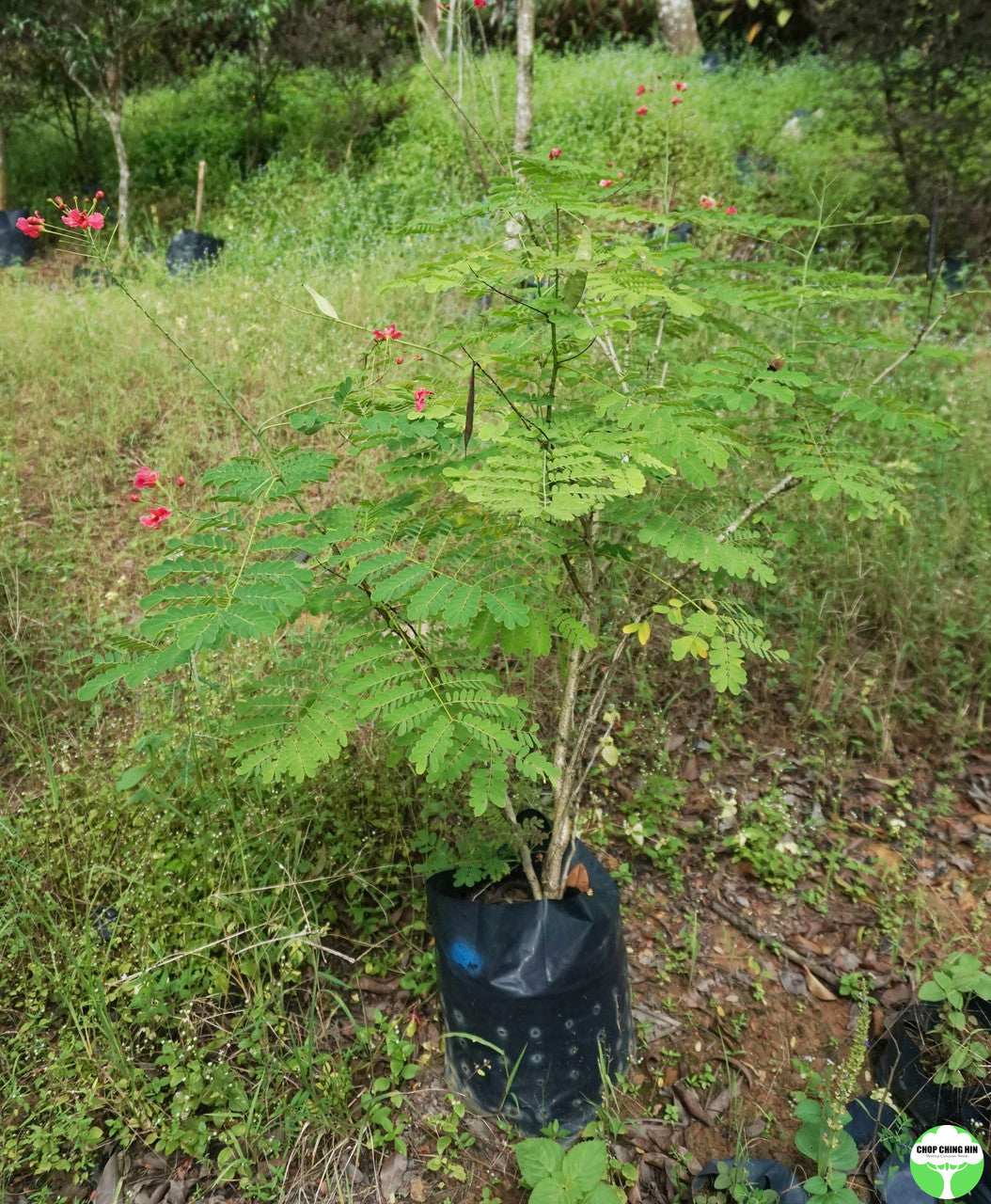 Caesalpinia pulcherrima pink
