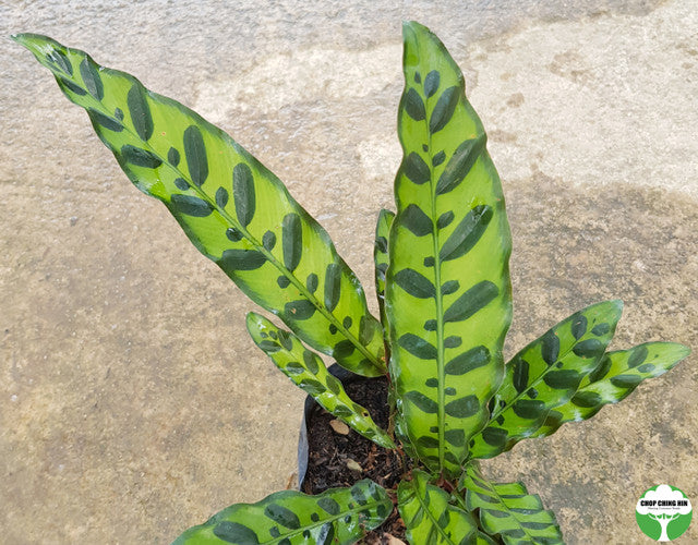 Calathea lancifolia