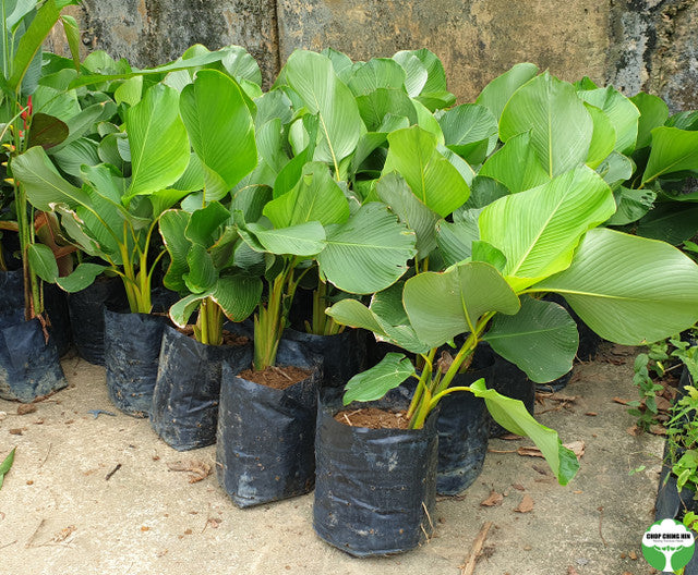 Calathea lutea