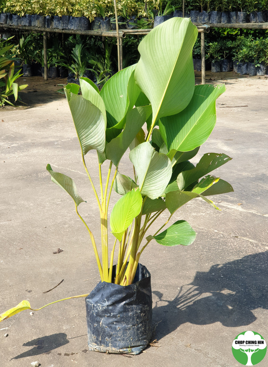 Calathea lutea