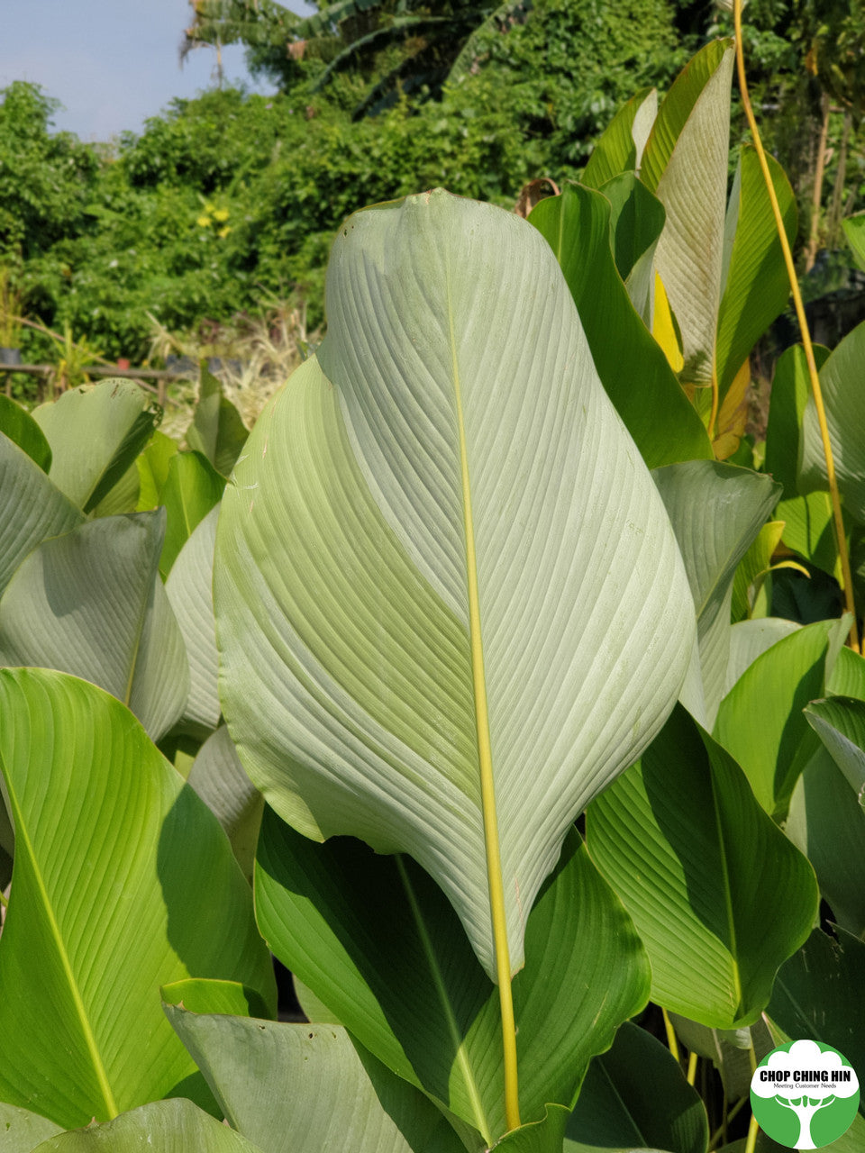 Calathea lutea