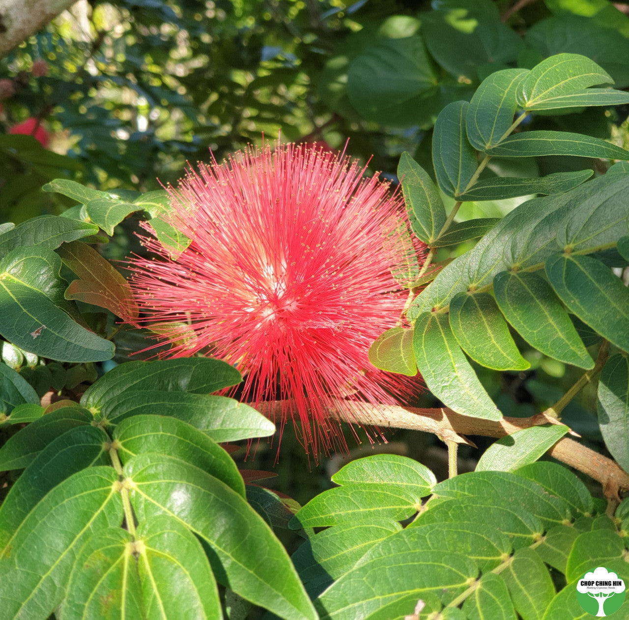Calliandra emarginata