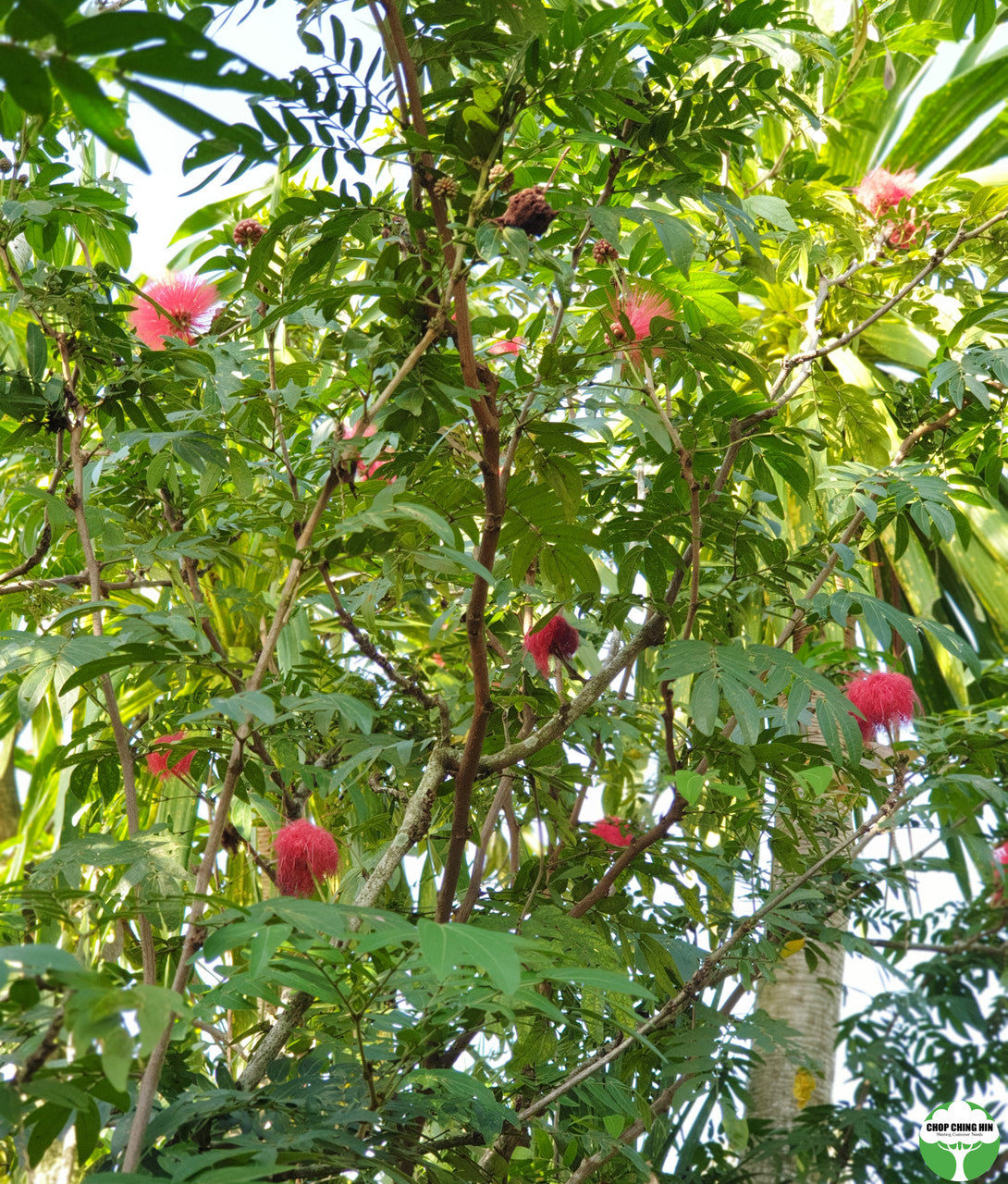 Calliandra emarginata
