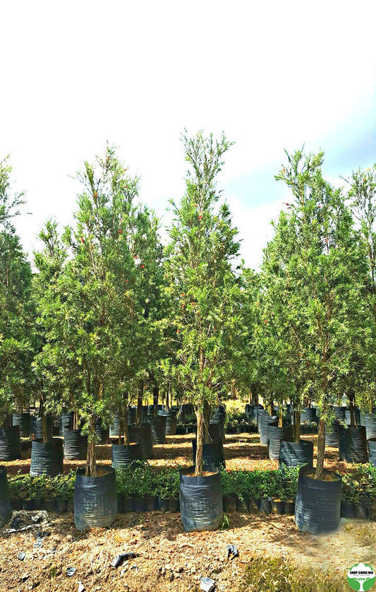 Callistemon citrinus