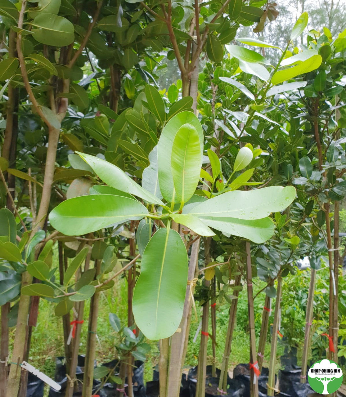 Calophyllum inophyllum