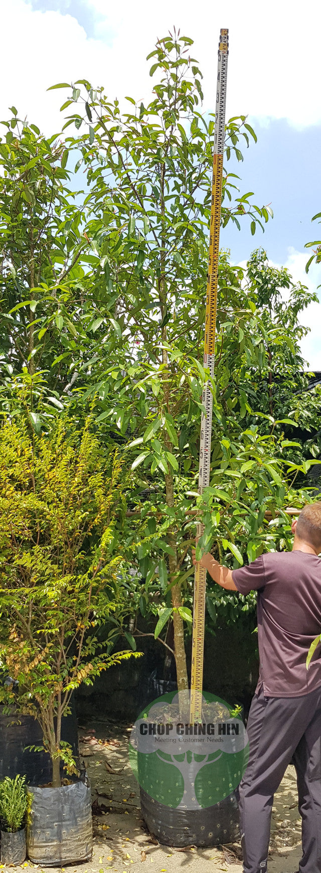 Calophyllum soulattri
