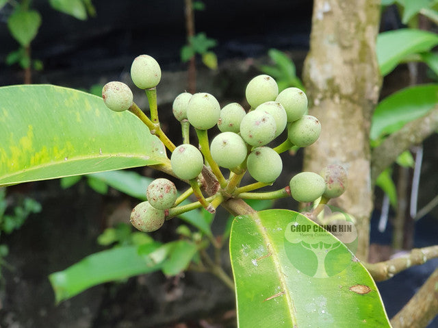 Calophyllum soulattri