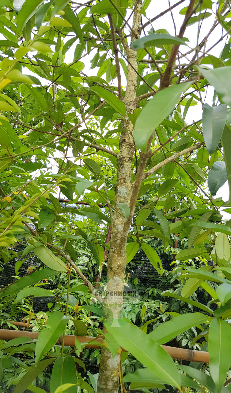 Calophyllum soulattri