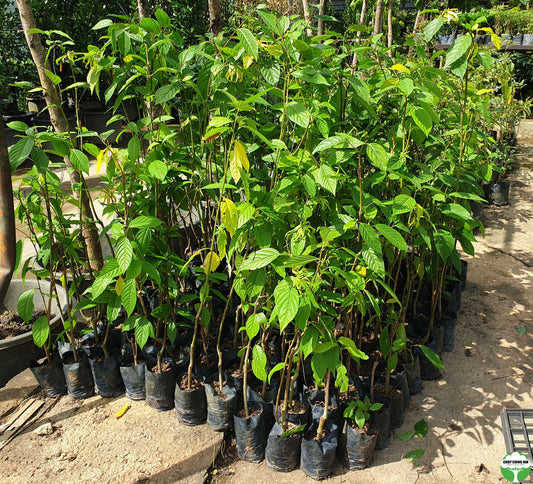Cananga odorata