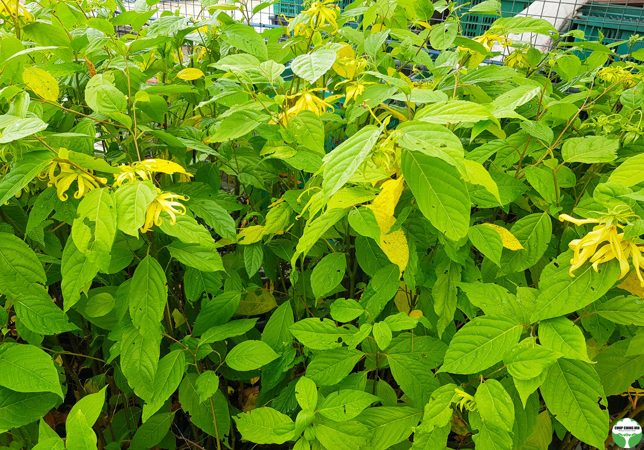 Cananga odorata