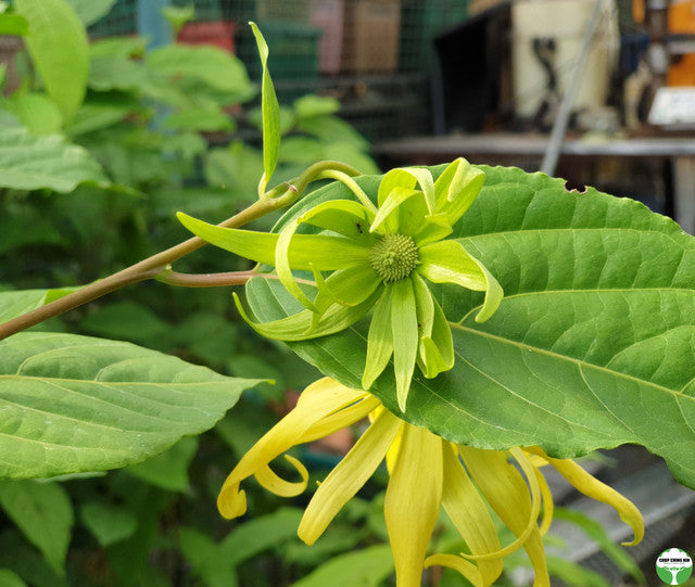 Cananga odorata