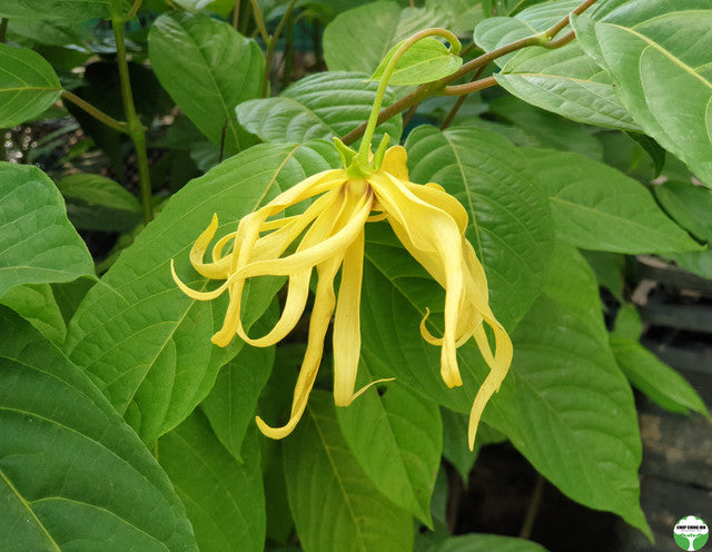 Cananga odorata