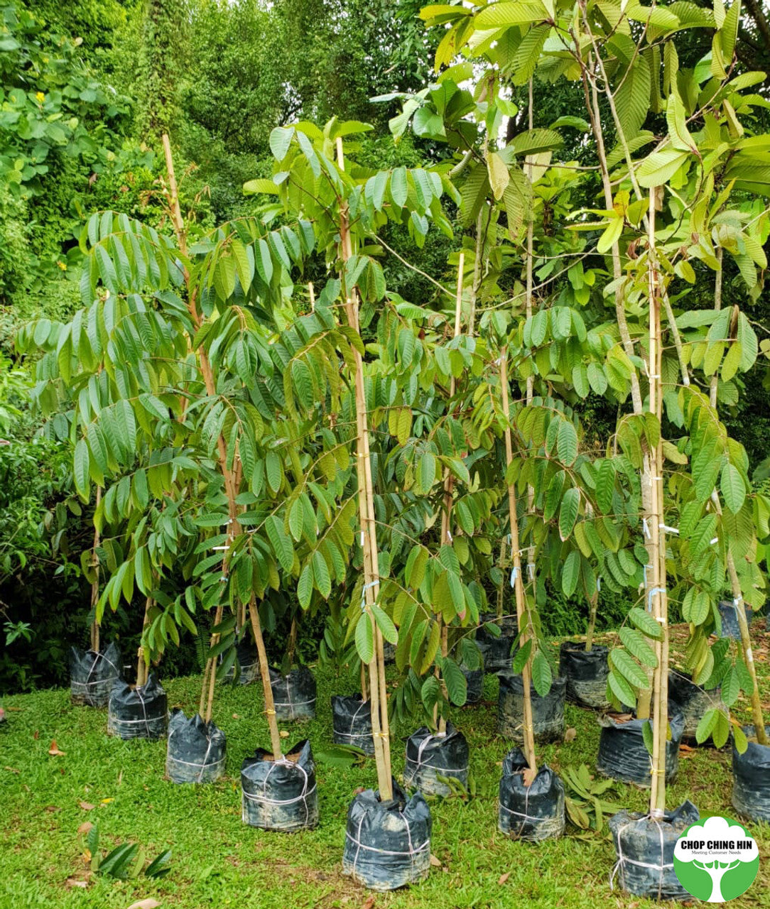 Canarium littorale Chop Ching Hin