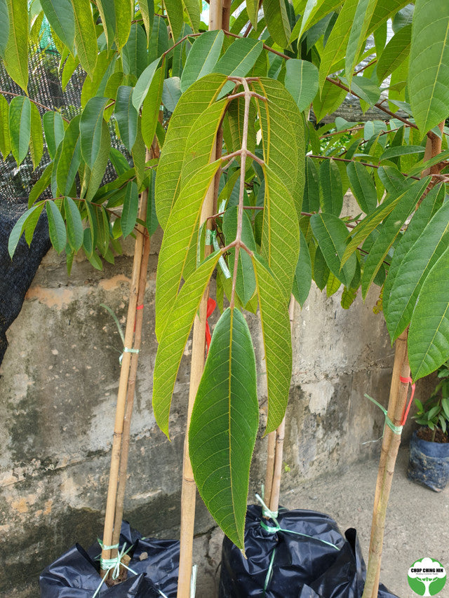 Canarium vulgare