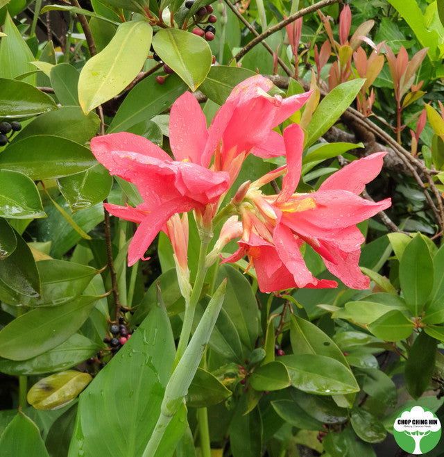Canna hybrid