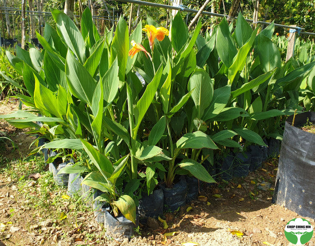 Canna hybrid