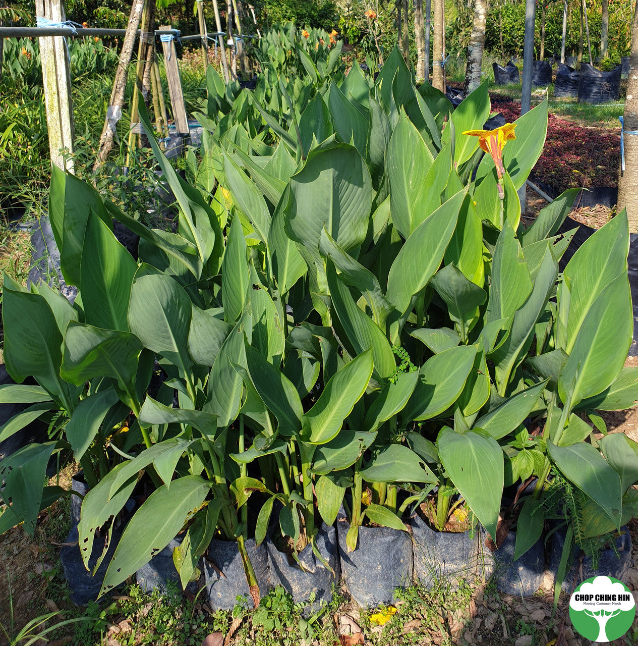 Canna hybrid