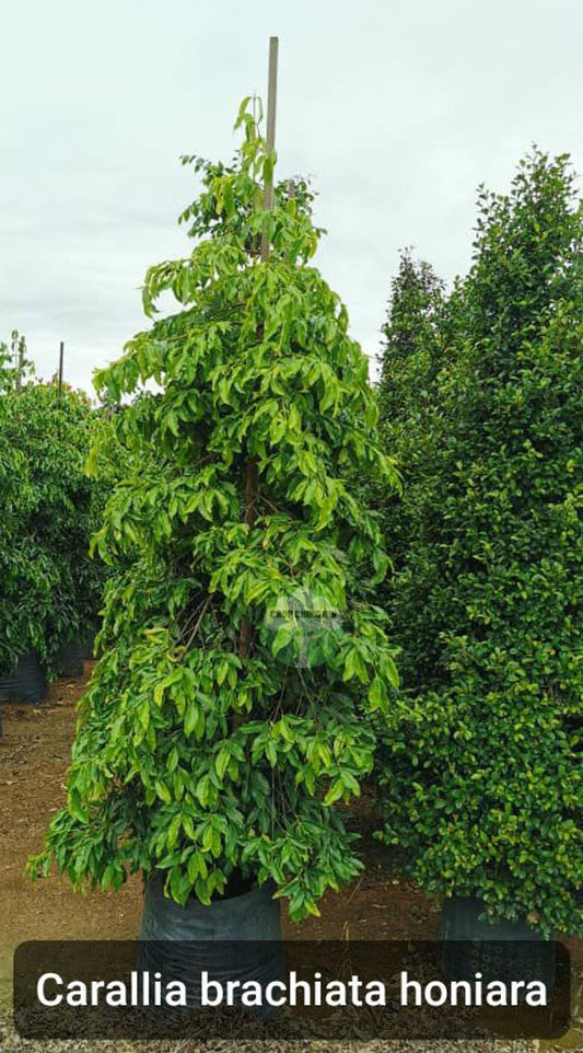 Carallia brachiata 'Honiara'