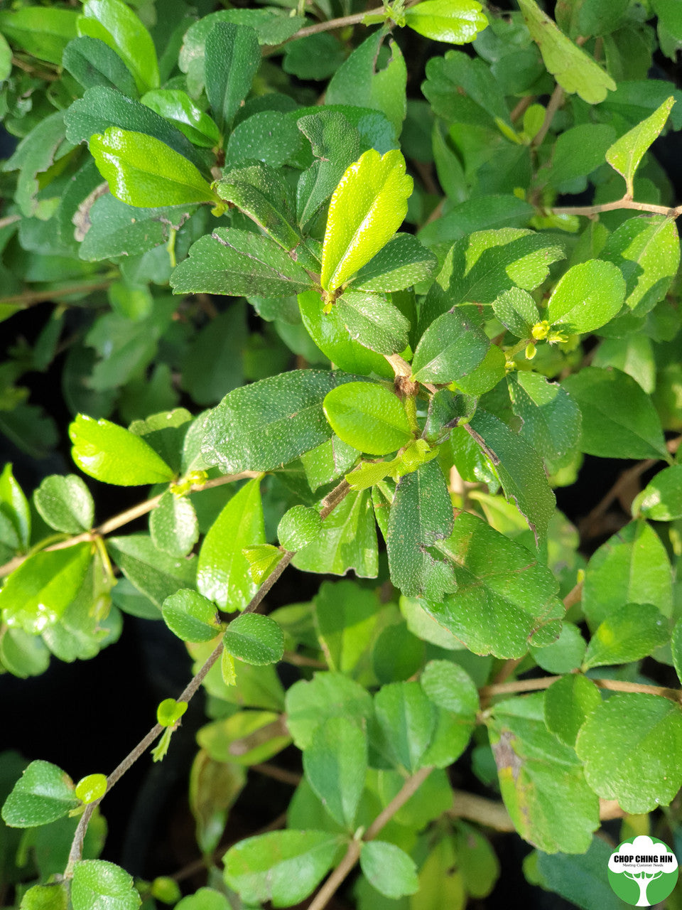 Carmona retusa