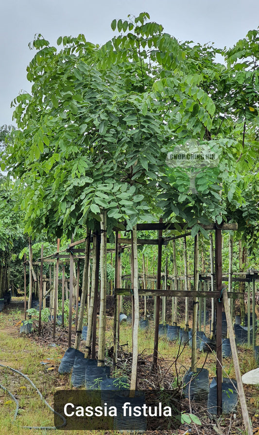 Cassia fistula