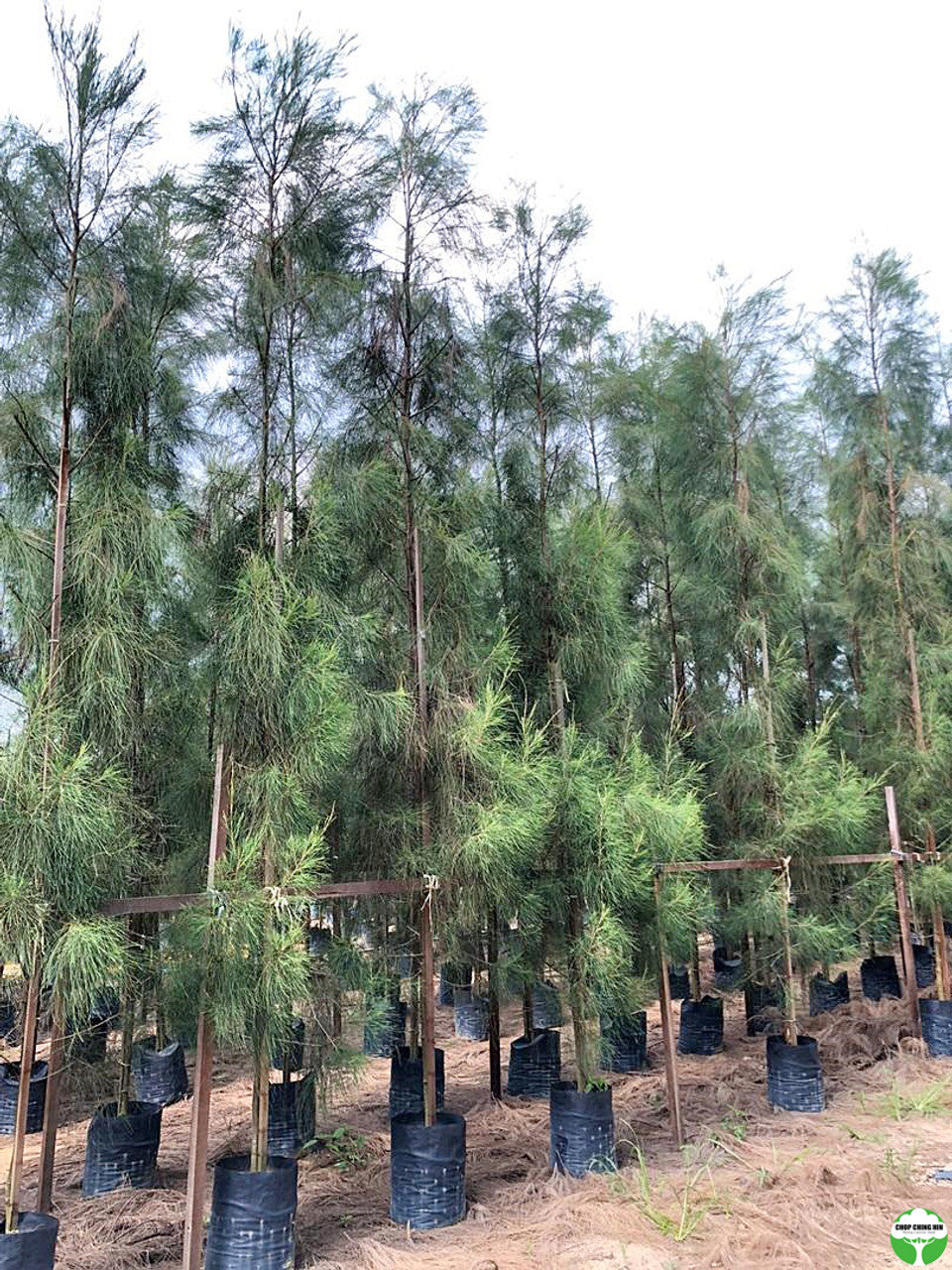 Casuarina equisetifolia