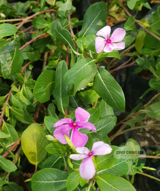 Catharanthus roseus