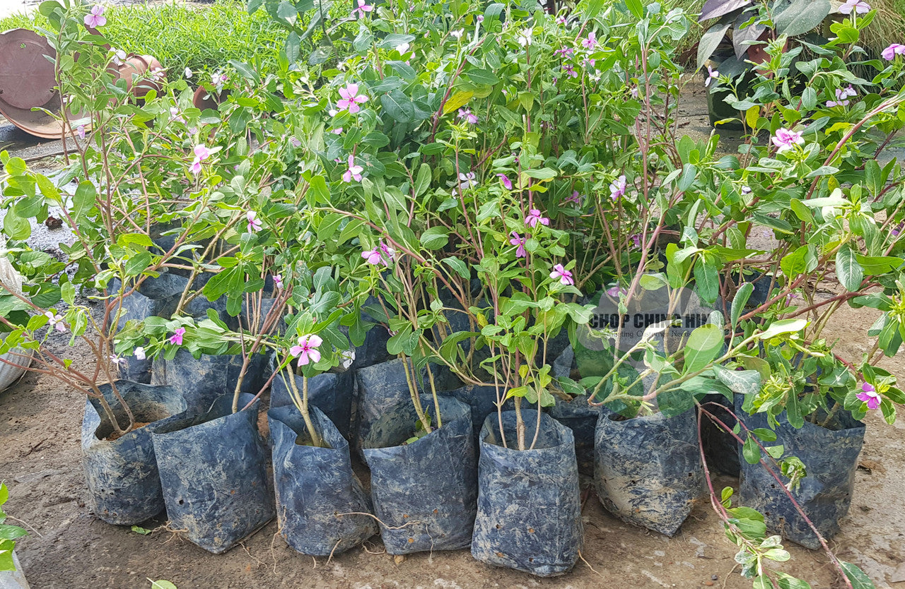Catharanthus roseus