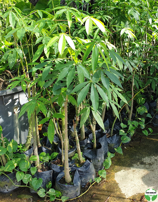 Ceiba pentandra