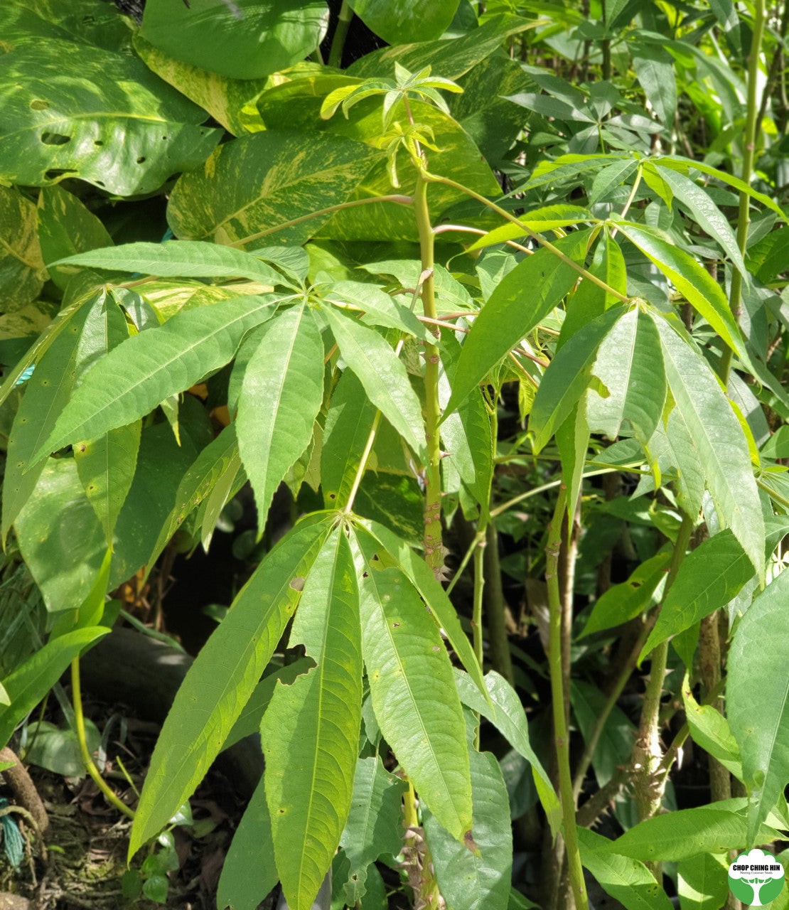 Ceiba pentandra