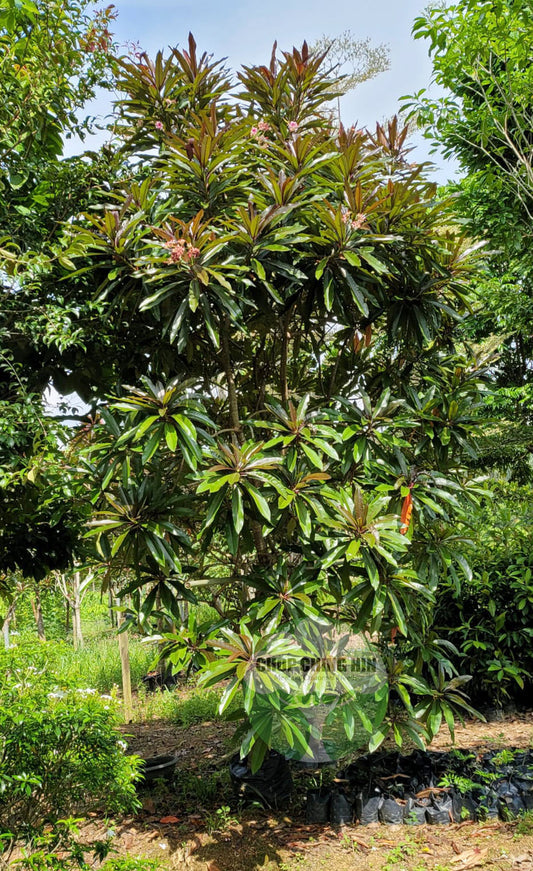 Cerbera odollam rubra 'Red Pong Pong Tree'