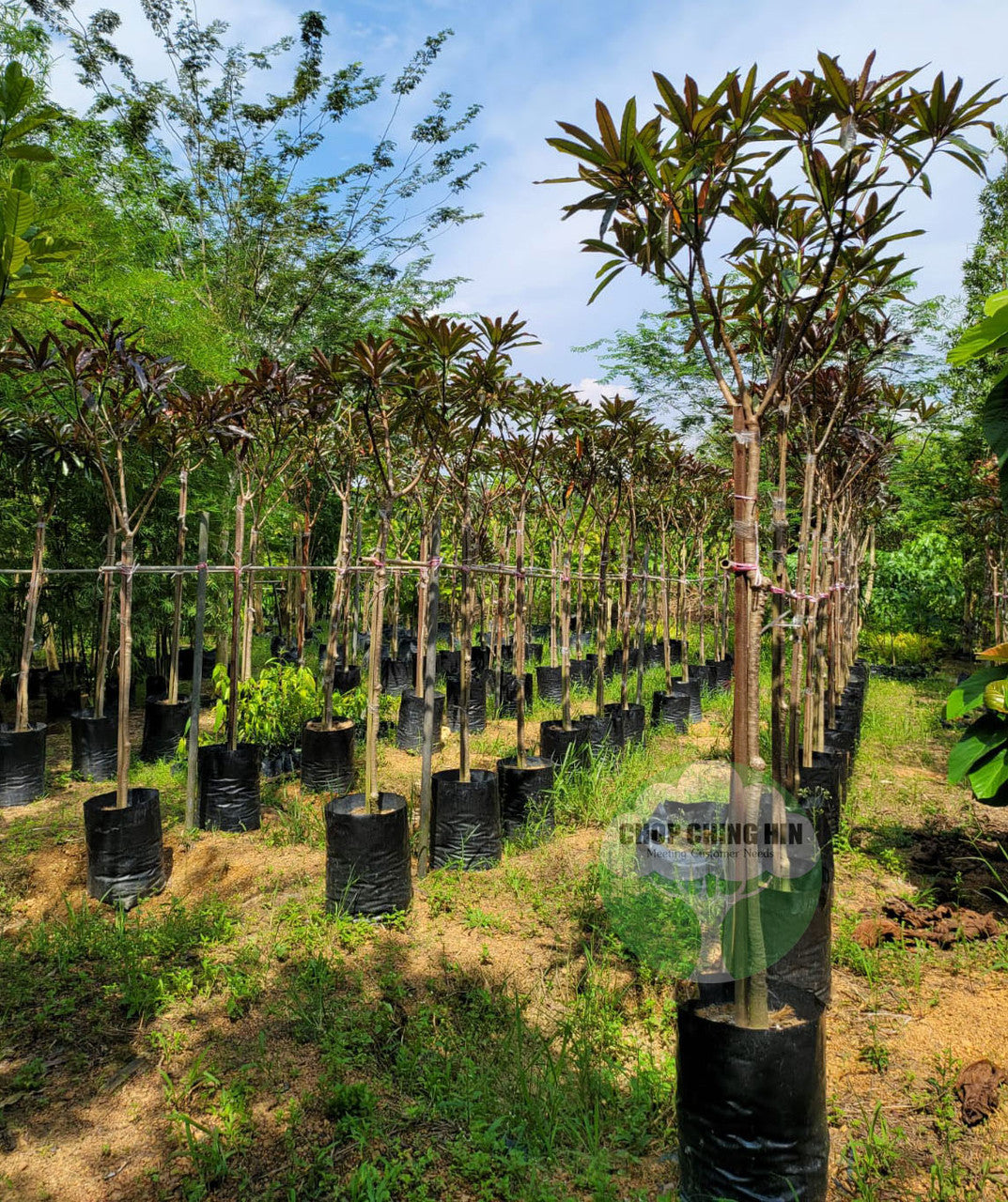 Cerbera odollam rubra 'Red Pong Pong Tree'