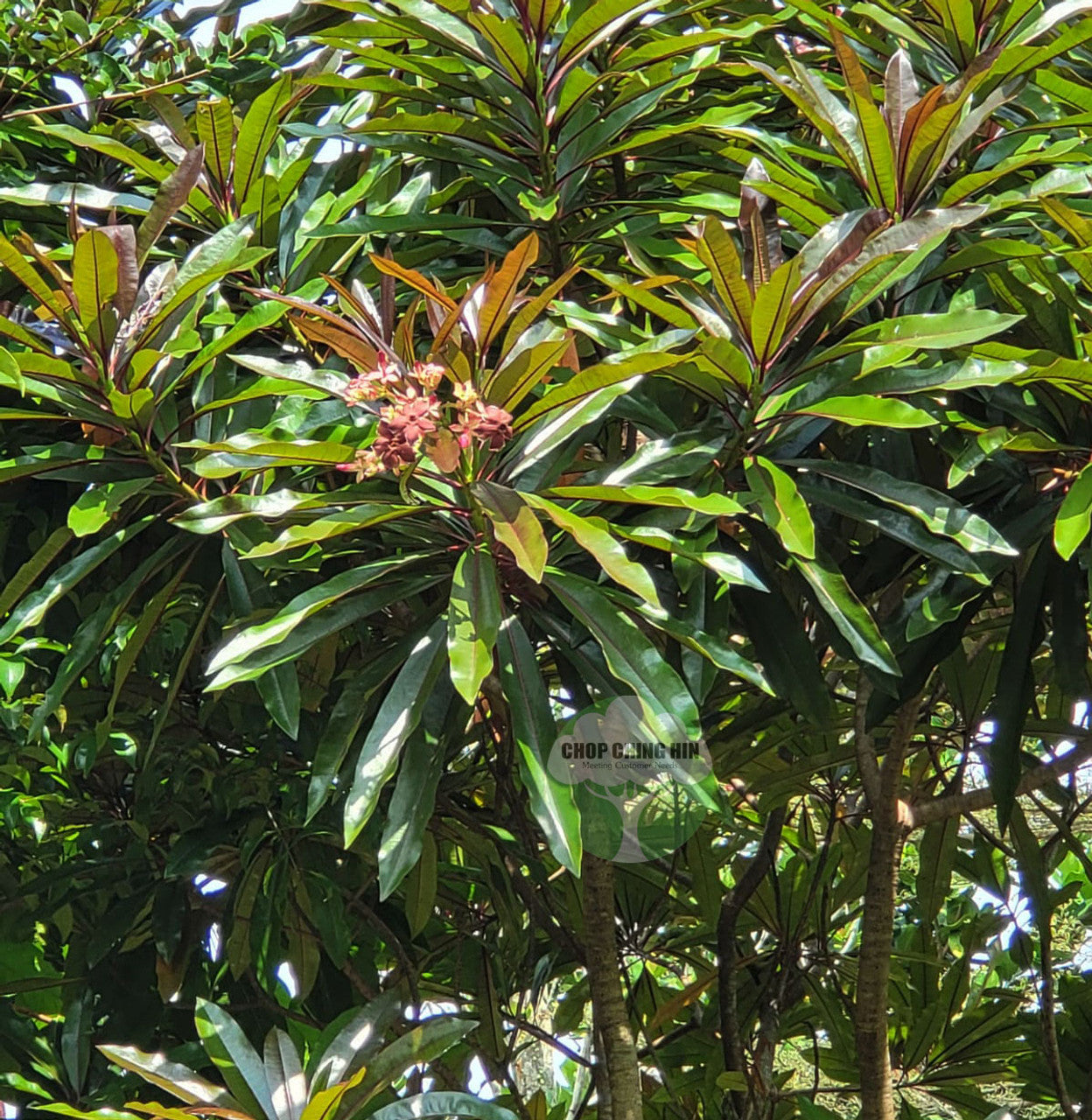 Cerbera odollam rubra 'Red Pong Pong Tree'