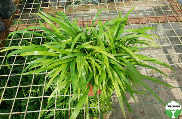 Chlorophytum comosum