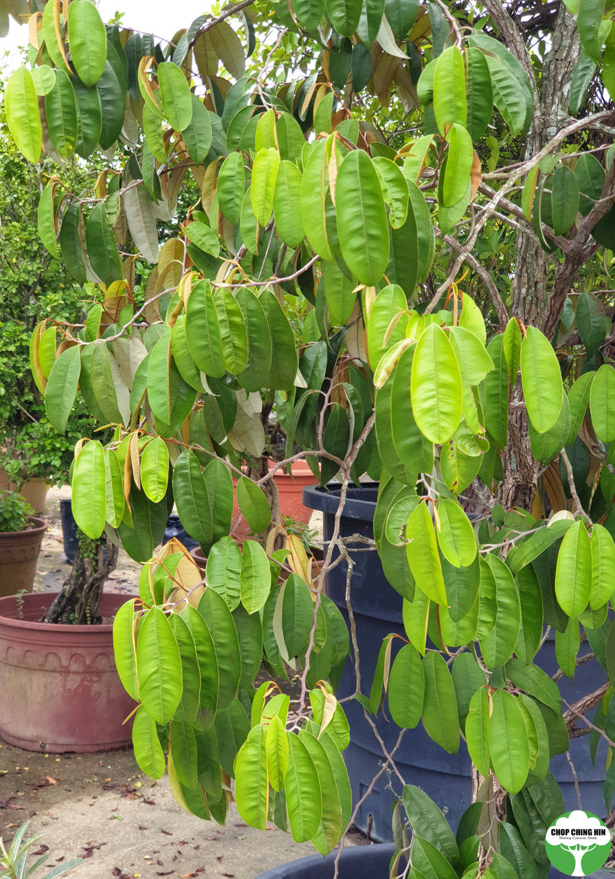 Chrysophyllum cainito
