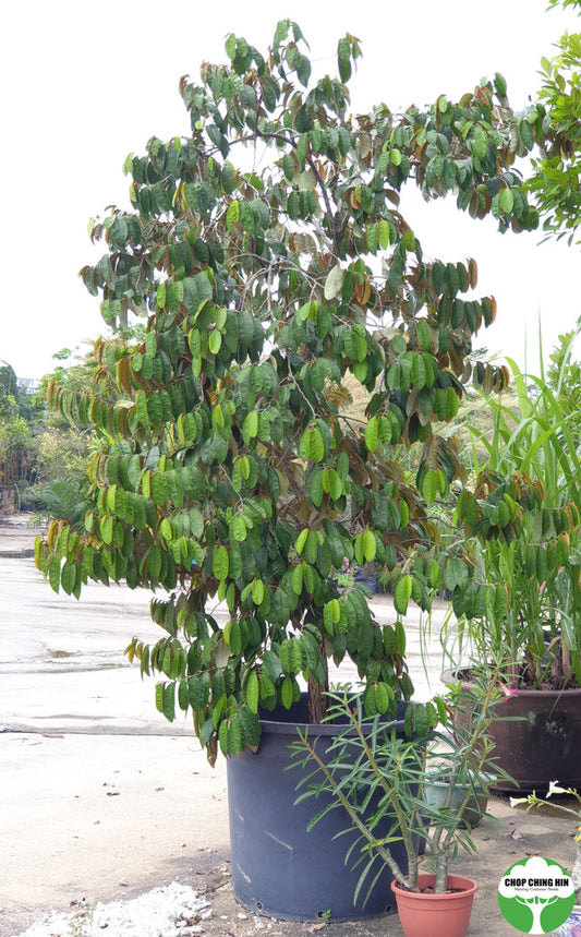 Chrysophyllum cainito