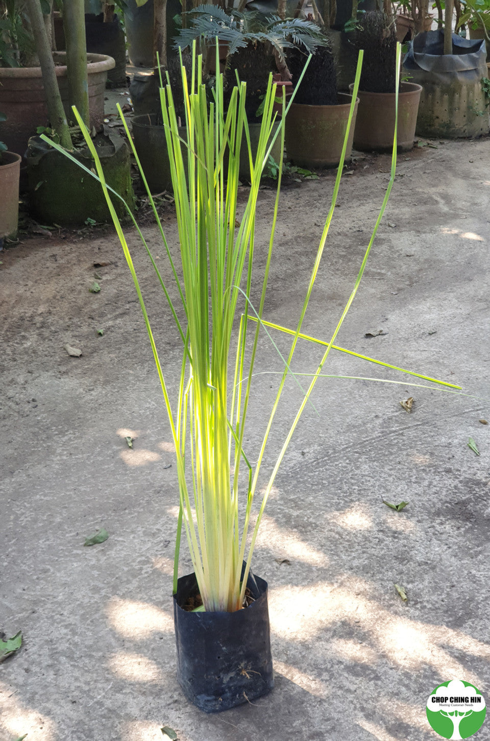 Chrysopogon zizanioides