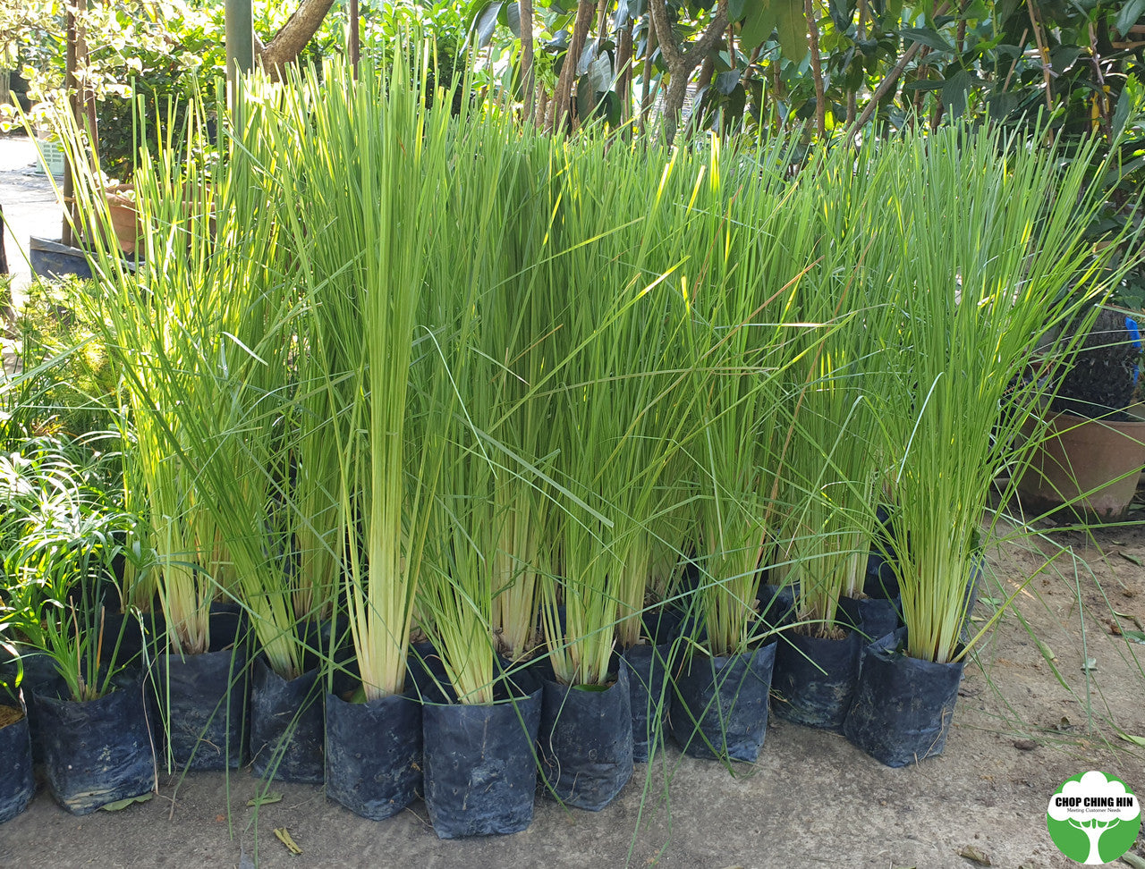 Chrysopogon zizanioides