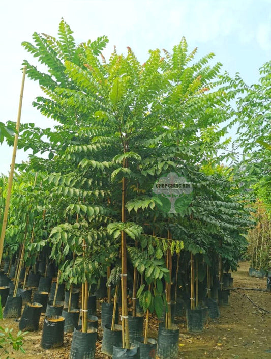 Chukrasia tabularis