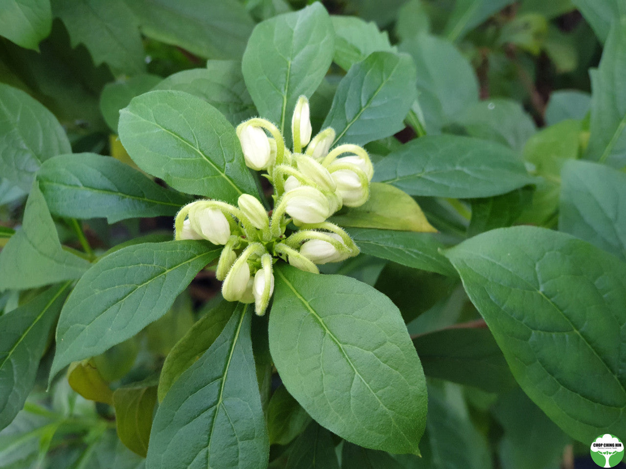 Clerodendrum incisum
