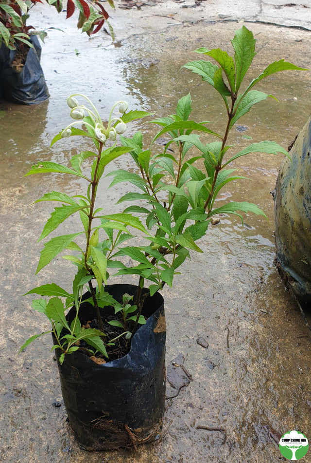 Clerodendrum incisum