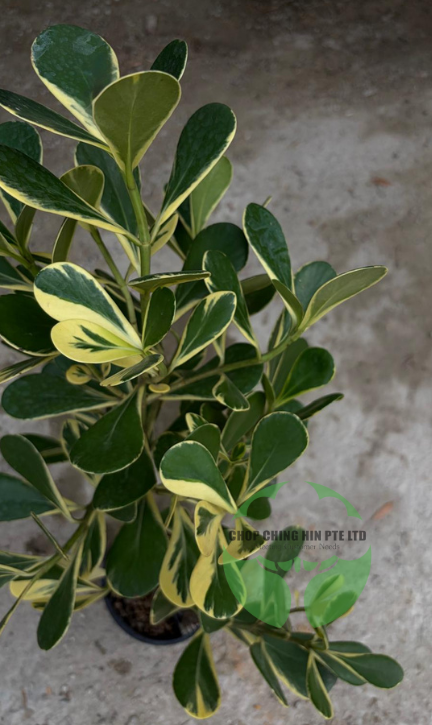 Clusia rosea 'Variegata' (Hydro)