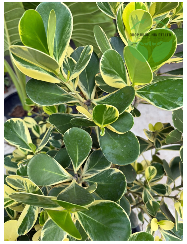 Clusia rosea 'Variegata'