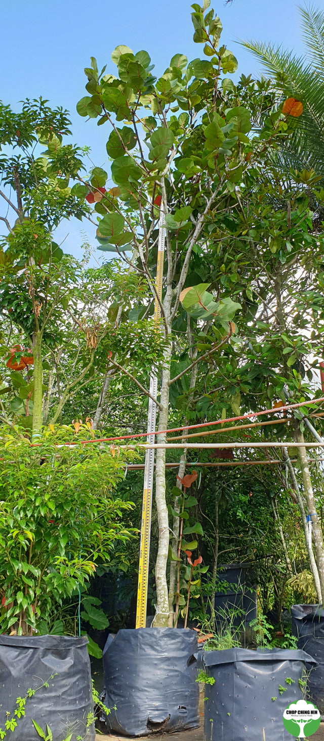 Coccoloba uvifera