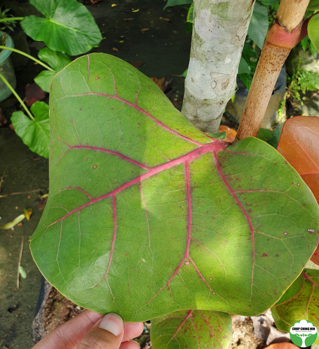 Coccoloba uvifera